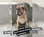 Small Photo #2 French Bulldog Puppy For Sale in OCEANSIDE, CA, USA