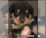 Small Photo #1 Rottweiler Puppy For Sale in BRESSLER, PA, USA