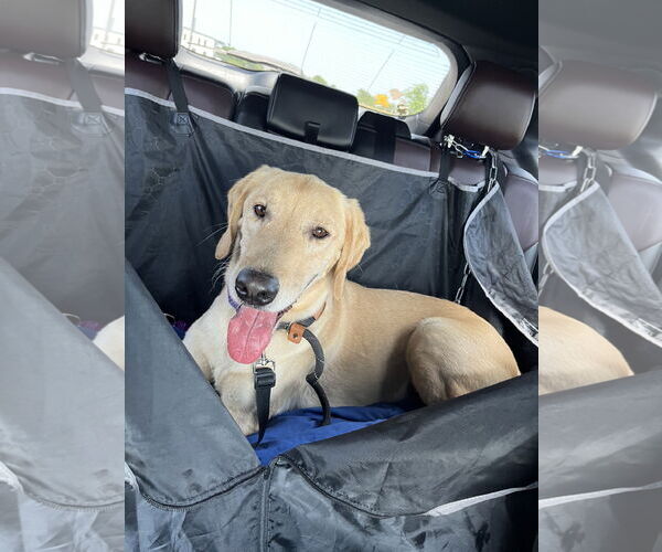 Medium Photo #2 Golden Labrador Puppy For Sale in Fort Worth, TX, USA