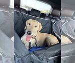 Small #1 Golden Labrador