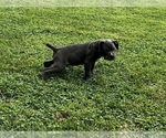 Puppy Puppy 4 Cane Corso