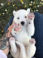 Siberian Husky Puppy for sale in MERKEL, TX, USA