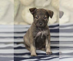 Dutch Shepherd -Unknown Mix Dogs for adoption in Dana Point, CA, USA