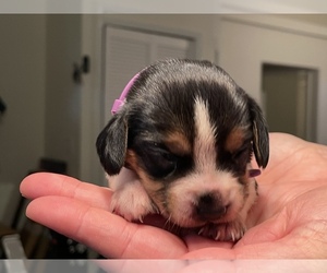 Beagle Puppy for sale in GAINESVILLE, FL, USA