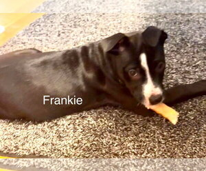 Frankie - Female American Pit Bull Terrier-Unknown Mix Dog for Adoption - Photo #6