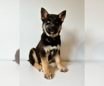 Puppy 1 German Shepherd Dog-Siberian Husky Mix