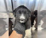Small #1 Mutt