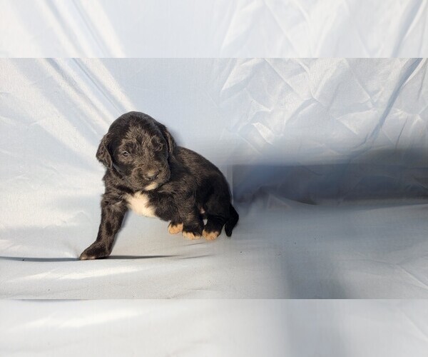 Medium Photo #67 Golden Mountain Dog Puppy For Sale in BLACK FOREST, CO, USA