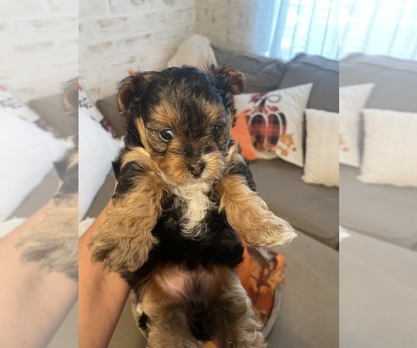 Medium Photo #4 YorkiePoo Puppy For Sale in CEDAR CITY, UT, USA
