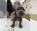 Small Photo #6 Cane Corso Puppy For Sale in COLONIAL HEIGHTS, VA, USA