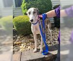 Small Greyhound