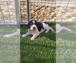 Puppy Dozer English Springer Spaniel