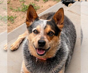 Mutt Dogs for adoption in Canton, CT, USA