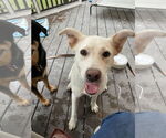 Small #3 Labrador Retriever Mix