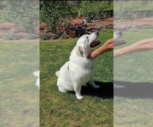 Great Pyrenees Dogs for adoption in MIDWAY, UT, USA