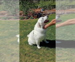 Small Great Pyrenees