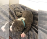 Small Photo #12 American Pit Bull Terrier Puppy For Sale in MOORESBURG, TN, USA