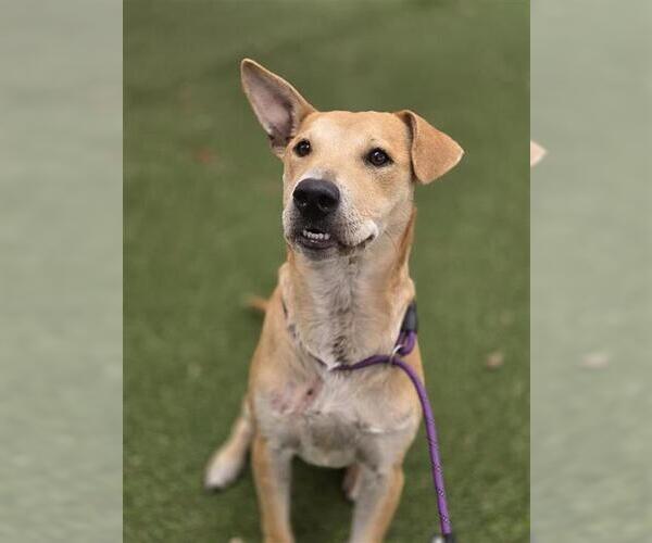 Medium Photo #1 American Staffordshire Terrier-Unknown Mix Puppy For Sale in San Antonio, TX, USA