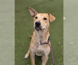 American Staffordshire Terrier-Unknown Mix Dogs for adoption in San Antonio, TX, USA