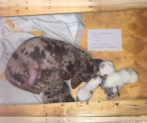 Mother of the Dachshund puppies born on 07/13/2022