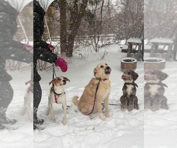 Medium Photo #4 Mutt Puppy For Sale in Wakefield, RI, USA