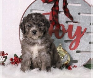 Bernedoodle-Poodle (Miniature) Mix Puppy for sale in FREDERICKSBG, OH, USA