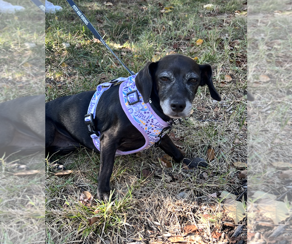 Medium Photo #2 Dachshund-Unknown Mix Puppy For Sale in Rockville, MD, USA