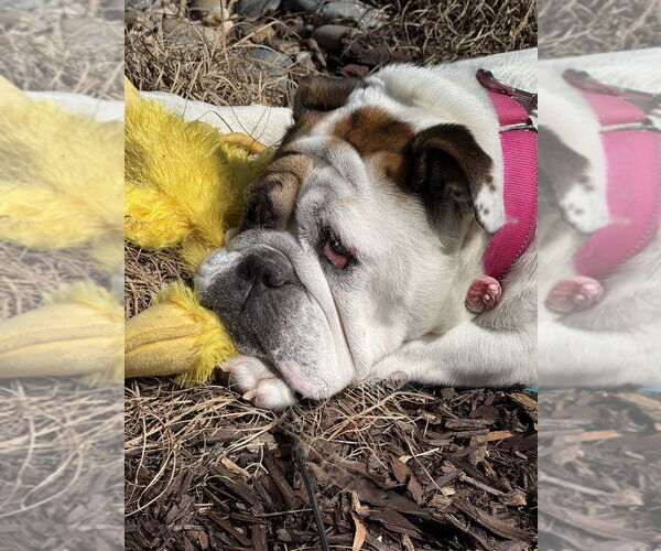 Medium Photo #4 Bulldog-Unknown Mix Puppy For Sale in Raleigh, NC, USA