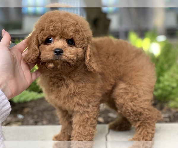 Medium Photo #2 Cavapoo Puppy For Sale in HOUSTON, TX, USA