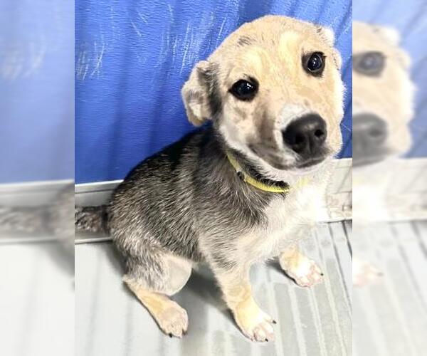 Medium Photo #1 German Shepherd Dog-Unknown Mix Puppy For Sale in Visalia, CA, USA