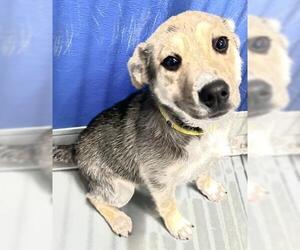 German Shepherd Dog-Unknown Mix Dogs for adoption in Visalia, CA, USA