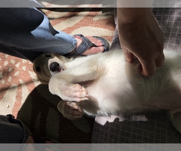 Medium Photo #2 Borzoi Puppy For Sale in YUCAIPA, CA, USA