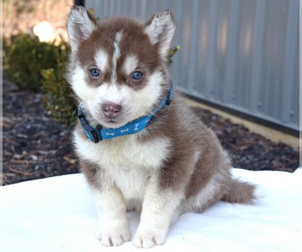 Medium Photo #1 Siberian Husky Puppy For Sale in COSHOCTON, OH, USA