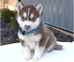 Small Photo #1 Siberian Husky Puppy For Sale in COSHOCTON, OH, USA