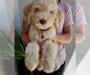 Goldendoodle Puppy for Sale in CITRUS HEIGHTS, California USA
