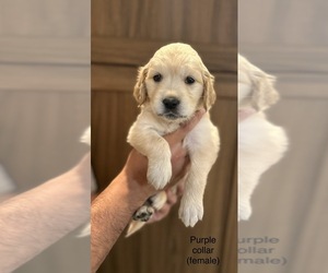 Golden Retriever Puppy for sale in VALLEJO, CA, USA