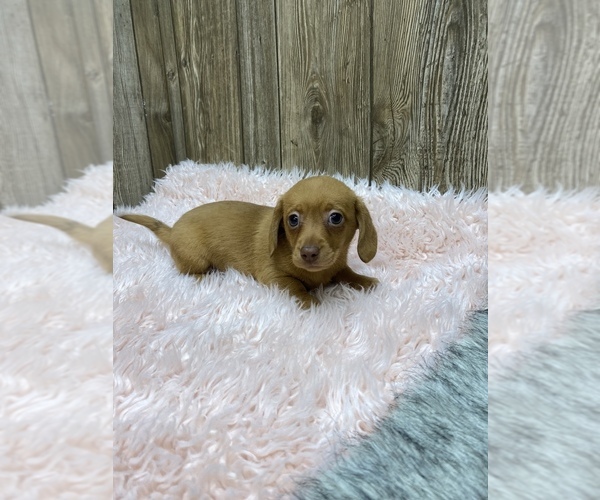 Medium Photo #3 Dachshund Puppy For Sale in MYRTLE, MO, USA