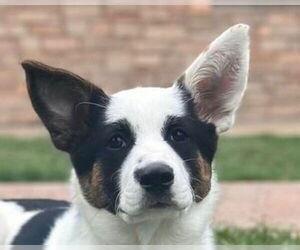 Border Collie-Unknown Mix Dogs for adoption in Canton, CT, USA