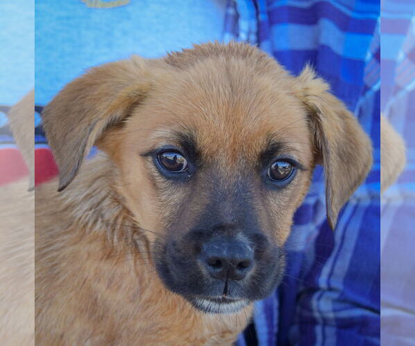 Medium Photo #1 Boxer-Unknown Mix Puppy For Sale in Huntley, IL, USA