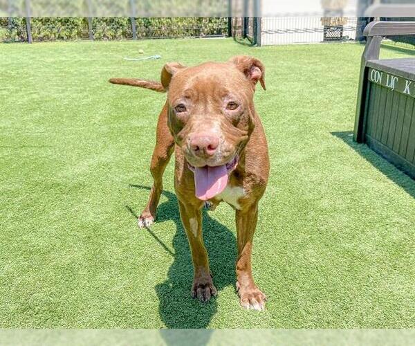 Medium Photo #1 Boxador Puppy For Sale in Orange, CA, USA