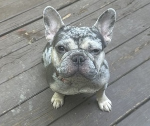 French Bulldog Puppy for Sale in SNELLVILLE, Georgia USA