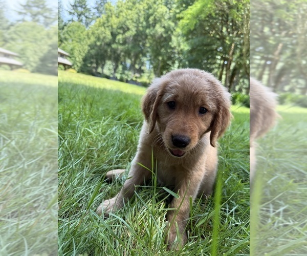 Medium Photo #22 Golden Retriever Puppy For Sale in BATTLE GROUND, WA, USA