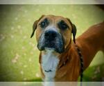 Small #1 Black Mouth Cur Mix