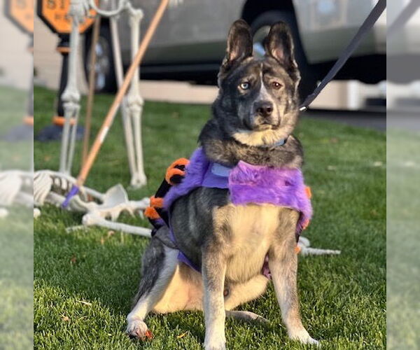 Medium Photo #12 - Mix Puppy For Sale in Brooklyn Center, MN, USA