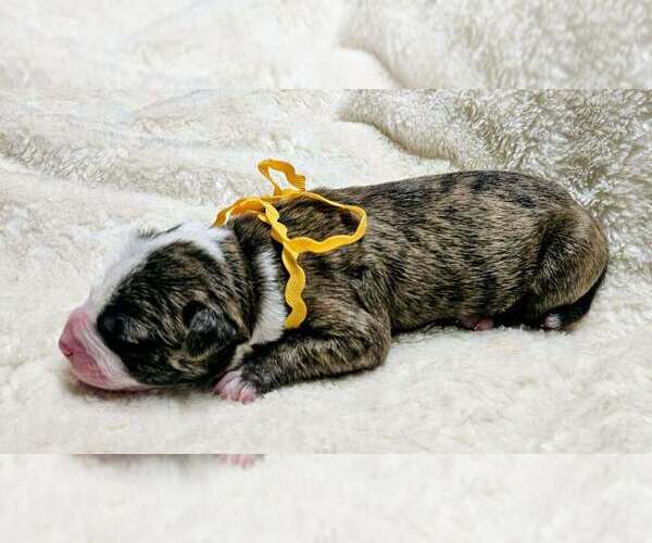 Medium Photo #2 Alapaha Blue Blood Bulldog Puppy For Sale in SHELOCTA, PA, USA