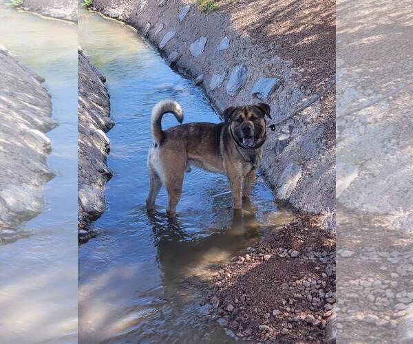 Medium Photo #1 Mutt Puppy For Sale in phoenix, AZ, USA