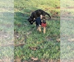 Small Photo #4 German Shepherd Dog Puppy For Sale in PITTSBURGH, PA, USA