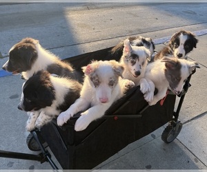 Border Collie Litter for sale in LAKEWOOD, CA, USA