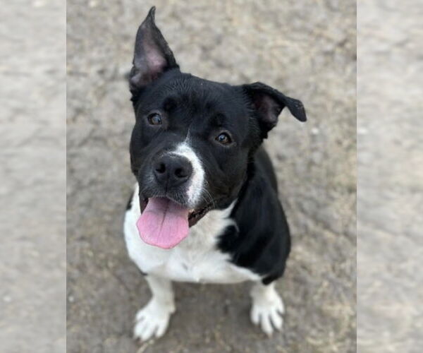 Medium Photo #1 Mutt Puppy For Sale in Canton, CT, USA