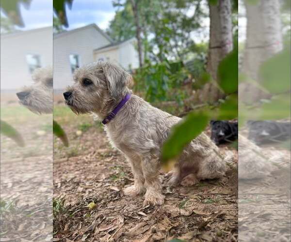 Medium Photo #4 Mutt Puppy For Sale in Greenville, SC, USA
